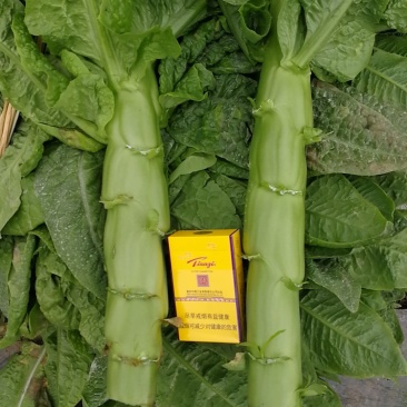 三青皮皮薄肉多，颜色清秀，个头大。高原特色翡翠三青莴笋。