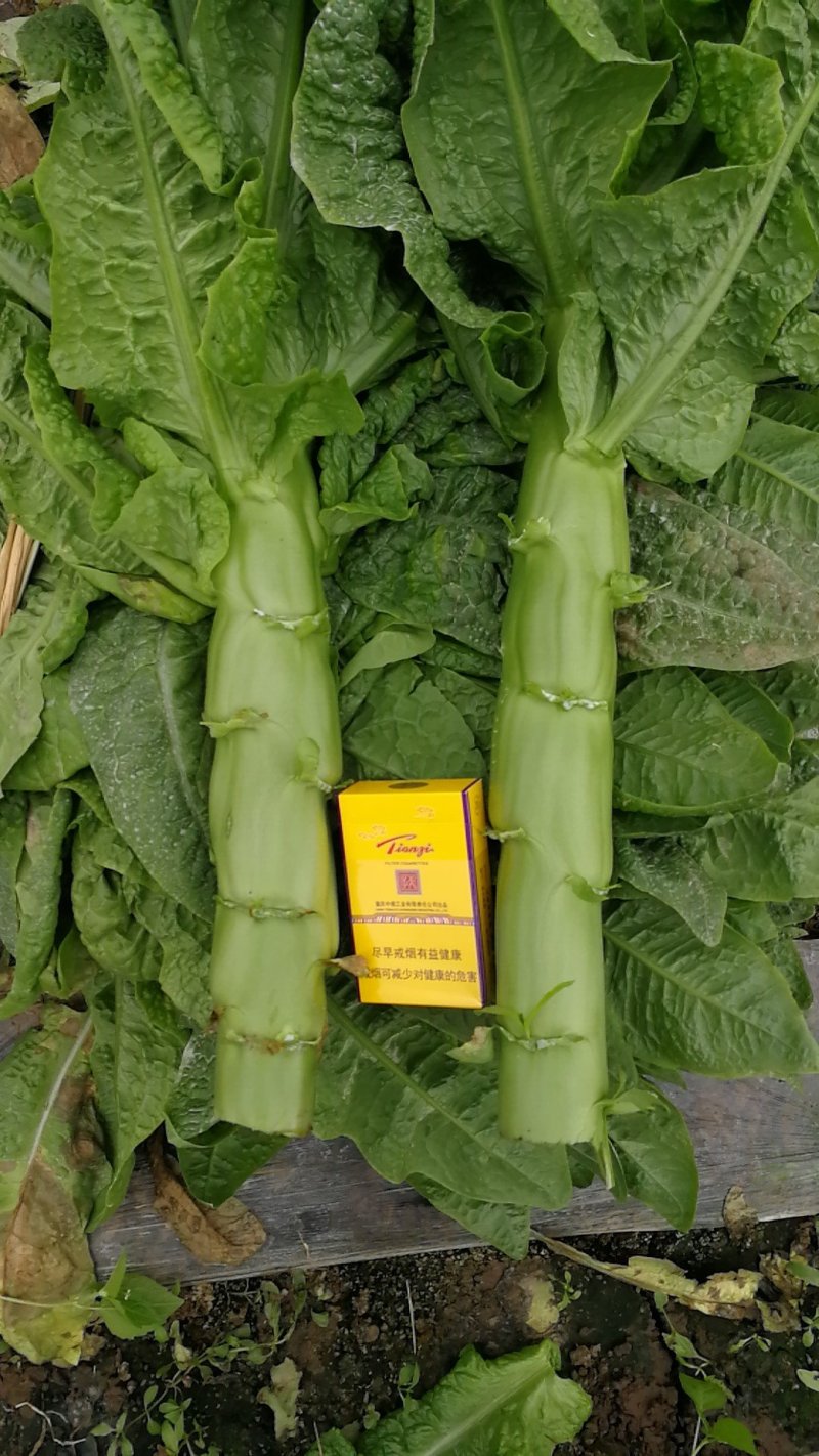 三青皮皮薄肉多，颜色清秀，个头大。高原特色翡翠三青莴笋。