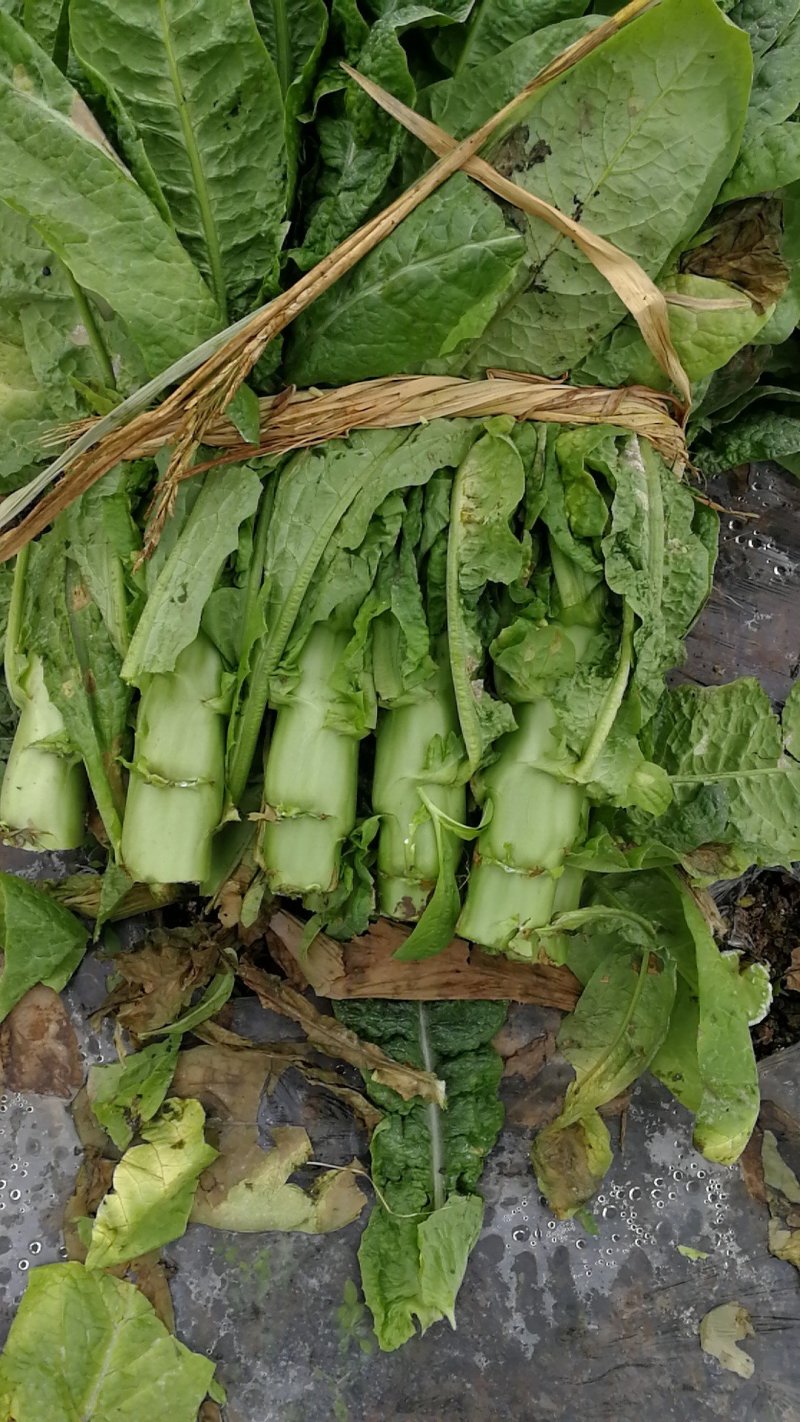三青皮皮薄肉多，颜色清秀，个头大。高原特色翡翠三青莴笋。
