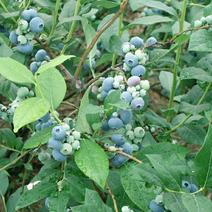 组培蓝莓苗批发，基地直销，包成活，包结果量大从优