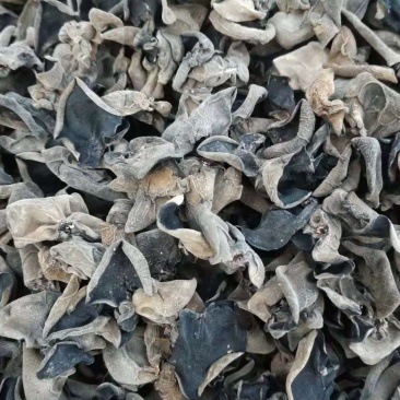 东北春耳头茬1.5-1.8