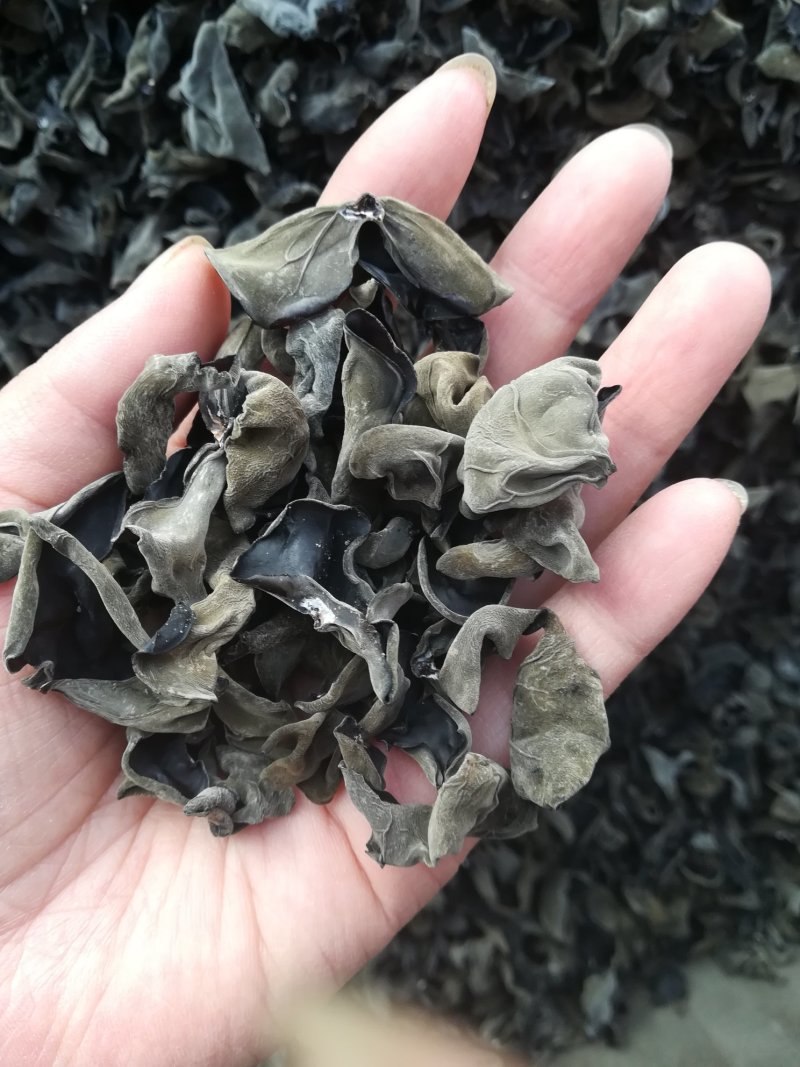 东北春耳头茬1.5-1.8