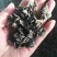 东北春耳头茬1.5-1.8