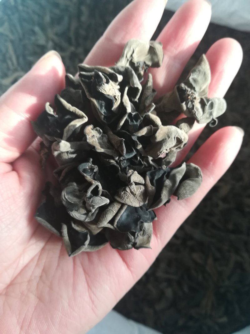 东北春耳头茬1.5-1.8