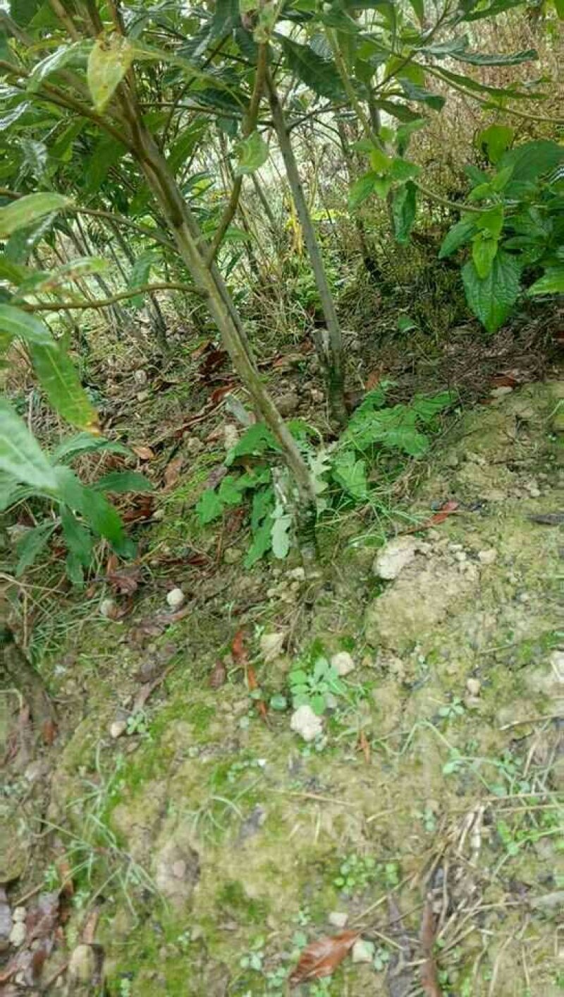 杨梅树苗