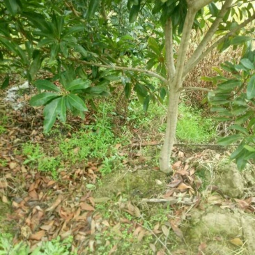 杨梅树苗
