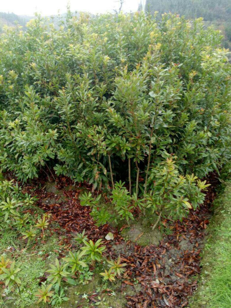 杨梅树苗