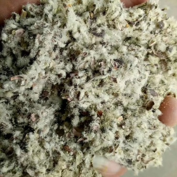 新疆小壳长绒棉子皮磨盘含油粉棉籽皮种植蘑菇茶树菇,棉籽壳