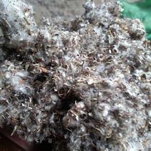 草菇栽培专用棉渣,湖南棉渣,四川棉渣,重庆棉渣,废棉菌种