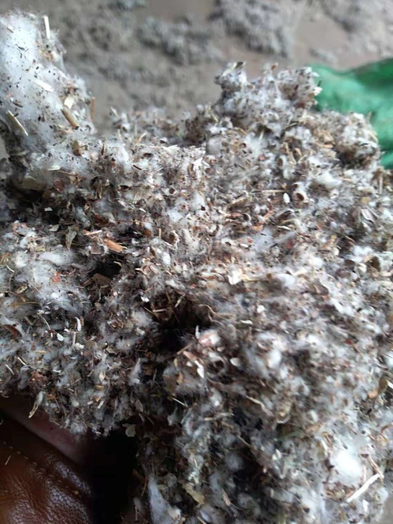 草菇栽培专用棉渣,湖南棉渣,四川棉渣,重庆棉渣,废棉菌种