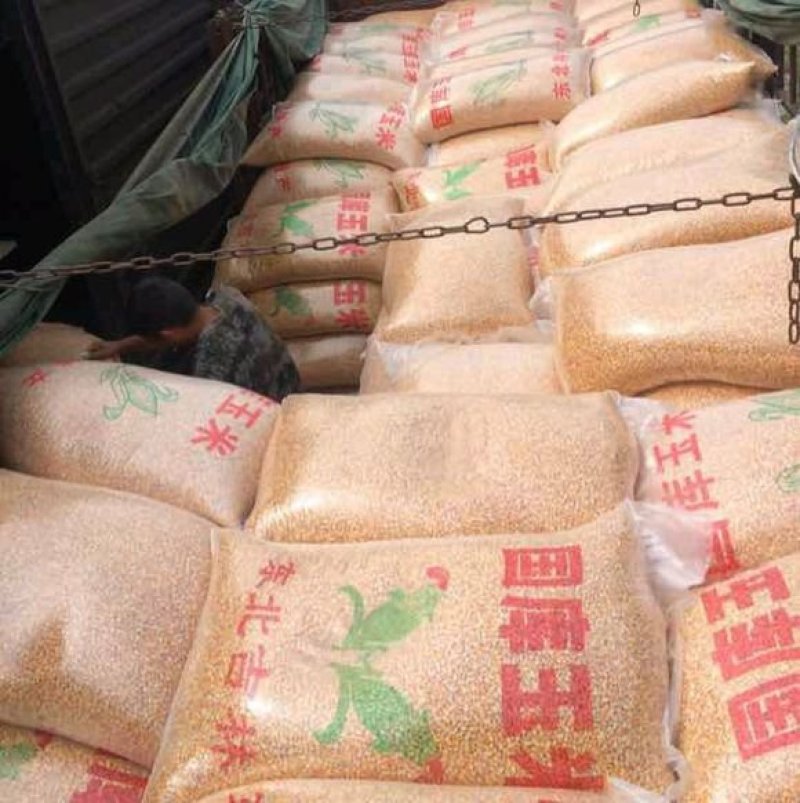 河南玉米,东北玉米,吉林玉米,辽宁玉米,山东贵州玉米,国