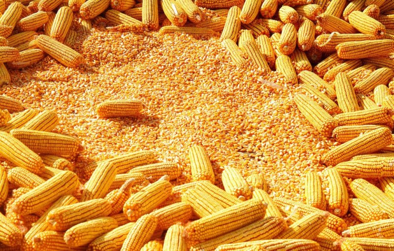 河南玉米,东北玉米,吉林玉米,辽宁玉米,山东贵州玉米,国