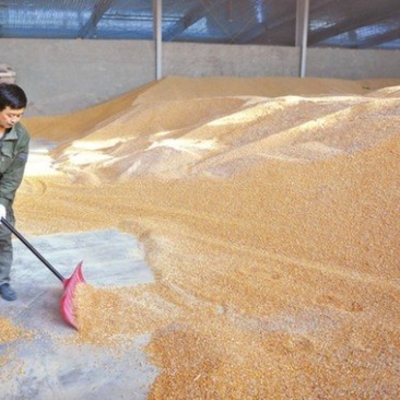 河南玉米,东北玉米,吉林玉米,辽宁玉米,山东贵州玉米,国