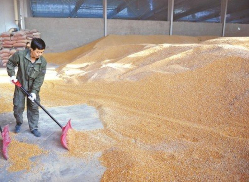 河南玉米,东北玉米,吉林玉米,辽宁玉米,山东贵州玉米,国