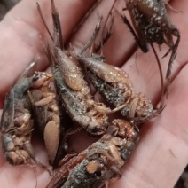 蛐蛐，油葫芦，单冻箱装，无水份，份量足