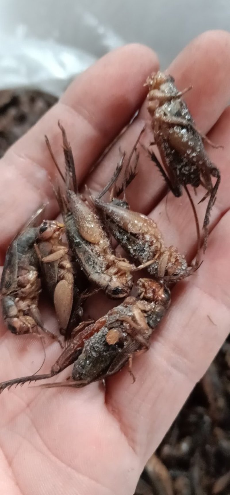 蛐蛐，油葫芦，单冻箱装，无水份，份量足