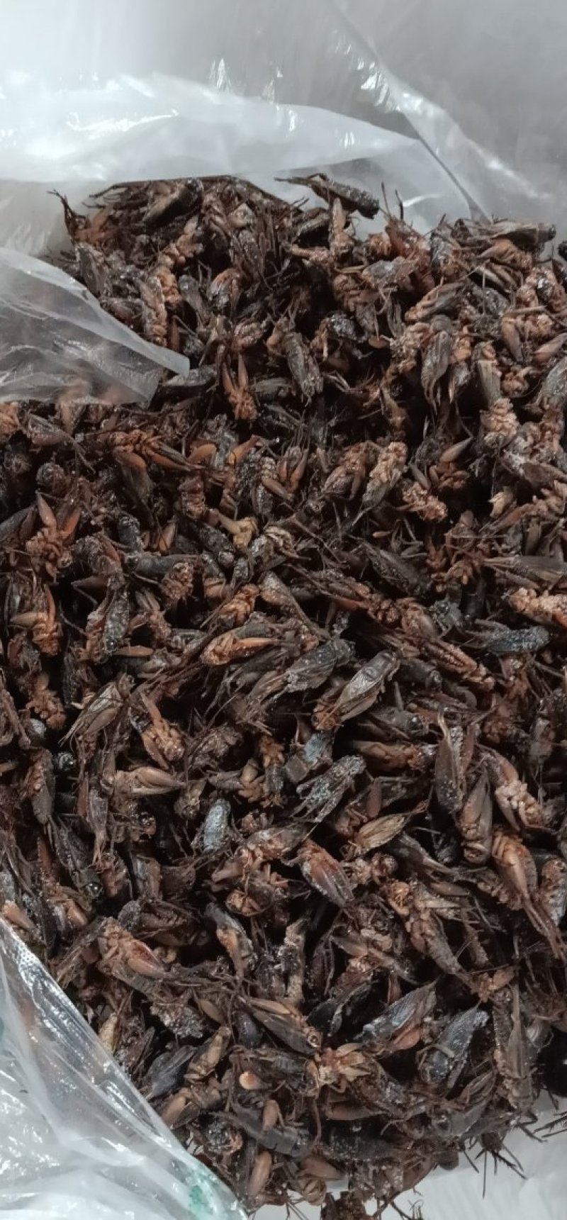 蛐蛐，油葫芦，单冻箱装，无水份，份量足