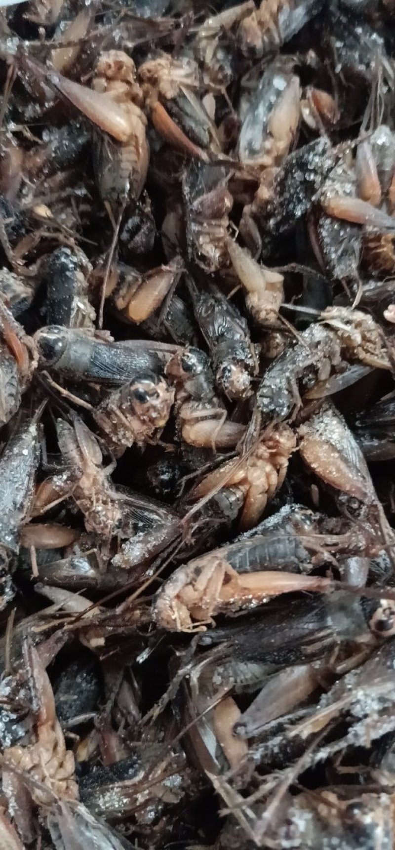 蛐蛐，油葫芦，单冻箱装，无水份，份量足