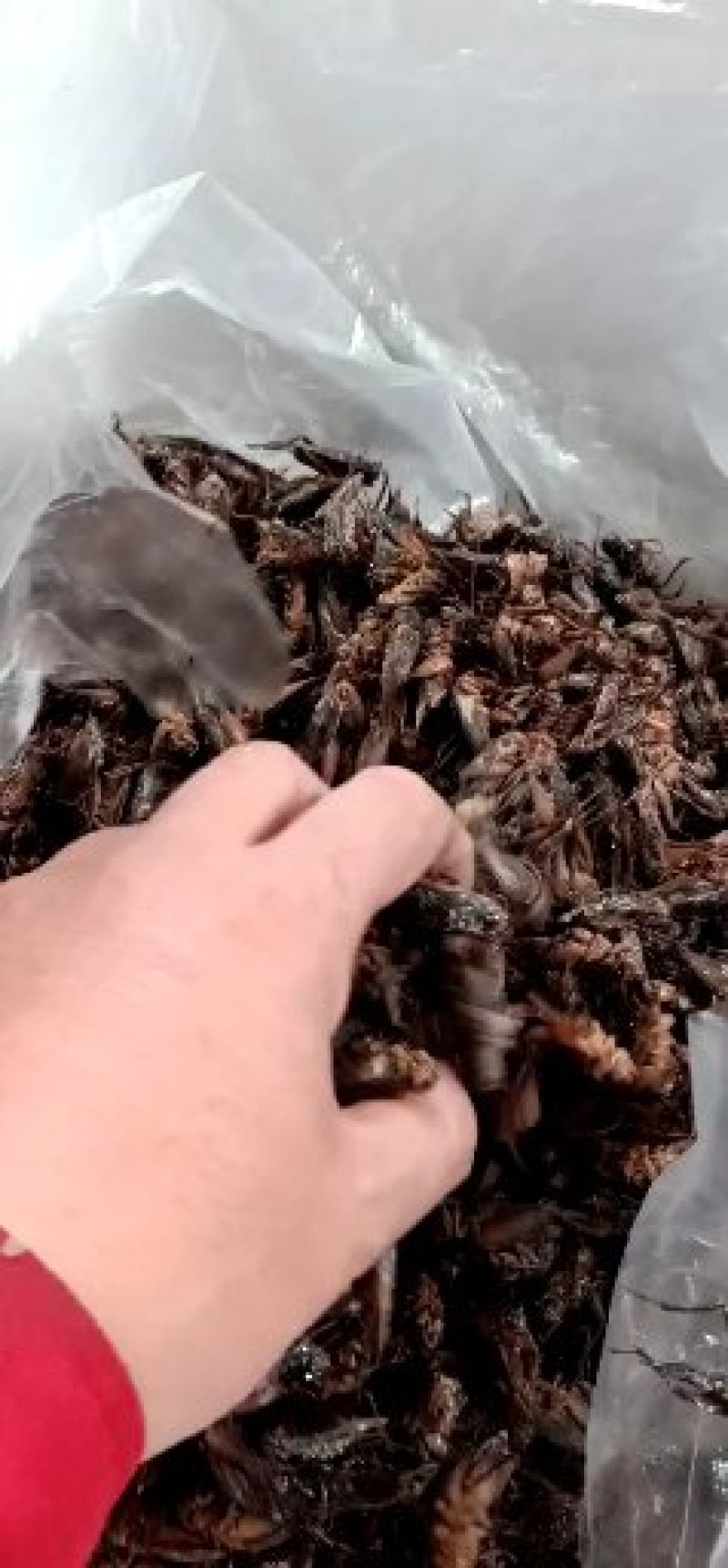 蛐蛐，油葫芦，单冻箱装，无水份，份量足
