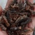 蛐蛐，油葫芦，单冻箱装，无水份，份量足