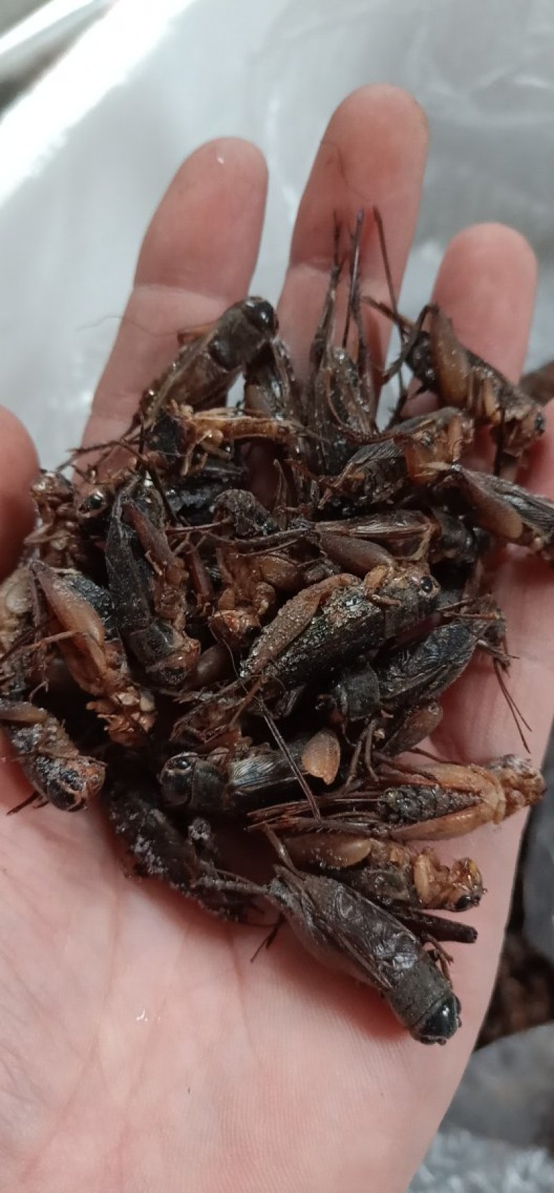 蛐蛐，油葫芦，单冻箱装，无水份，份量足