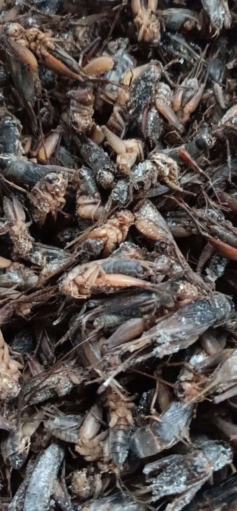 蛐蛐，油葫芦，单冻箱装，无水份，份量足