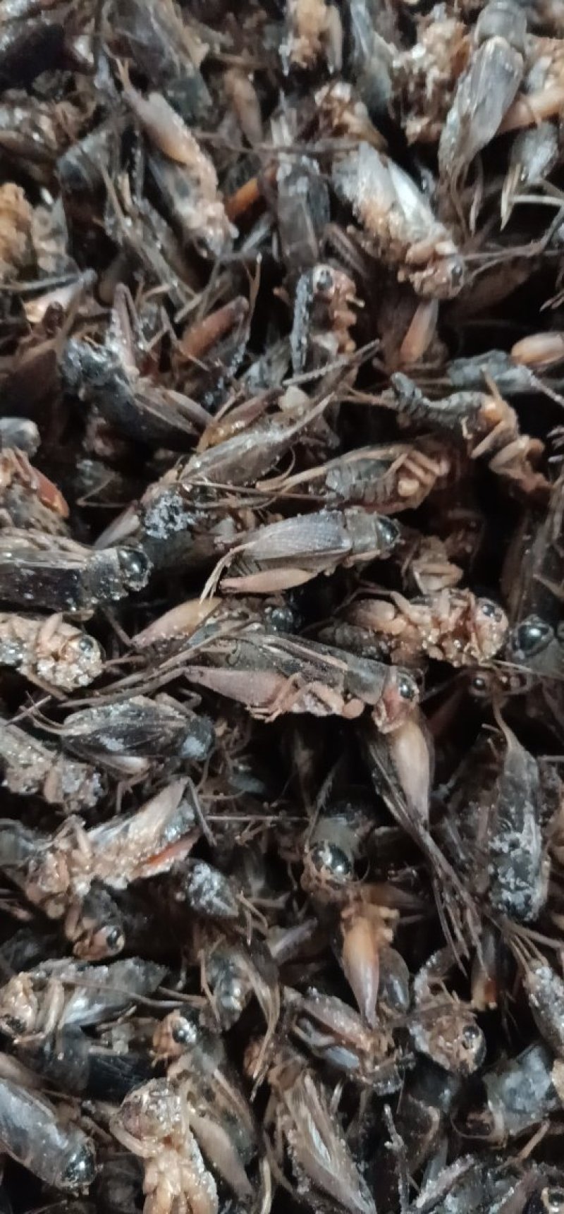 蛐蛐，油葫芦，单冻箱装，无水份，份量足