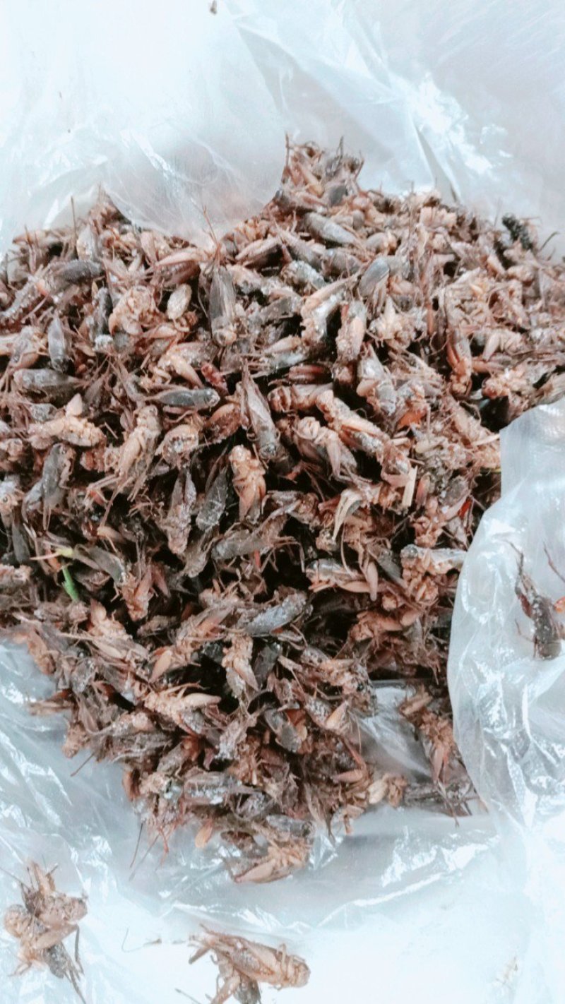 蛐蛐，油葫芦，单冻箱装，无水份，份量足