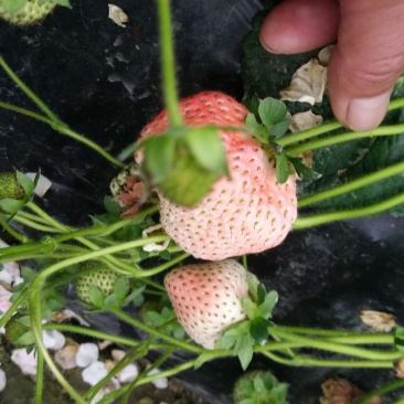 草莓滴灌安装