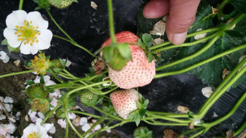 草莓滴灌安装