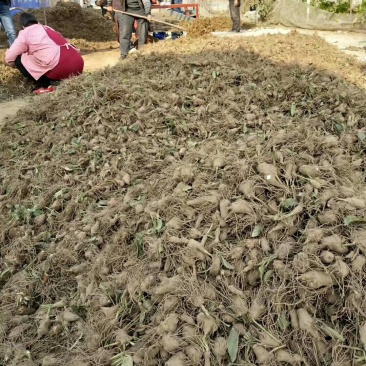 白术种苗10~20cm，一年收好管理，提供技术管理回收