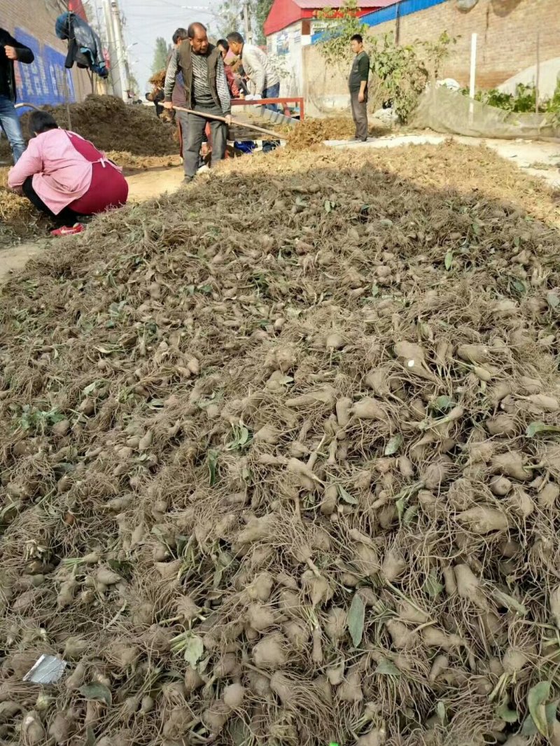 白术种苗10~20cm，一年收好管理，提供技术管理回收