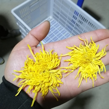 金色皇菊