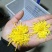 金色皇菊