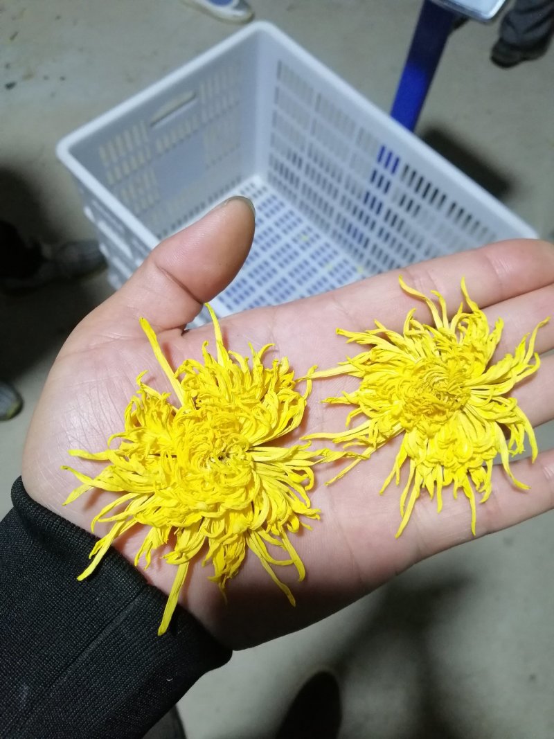 金色皇菊