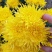 金色皇菊