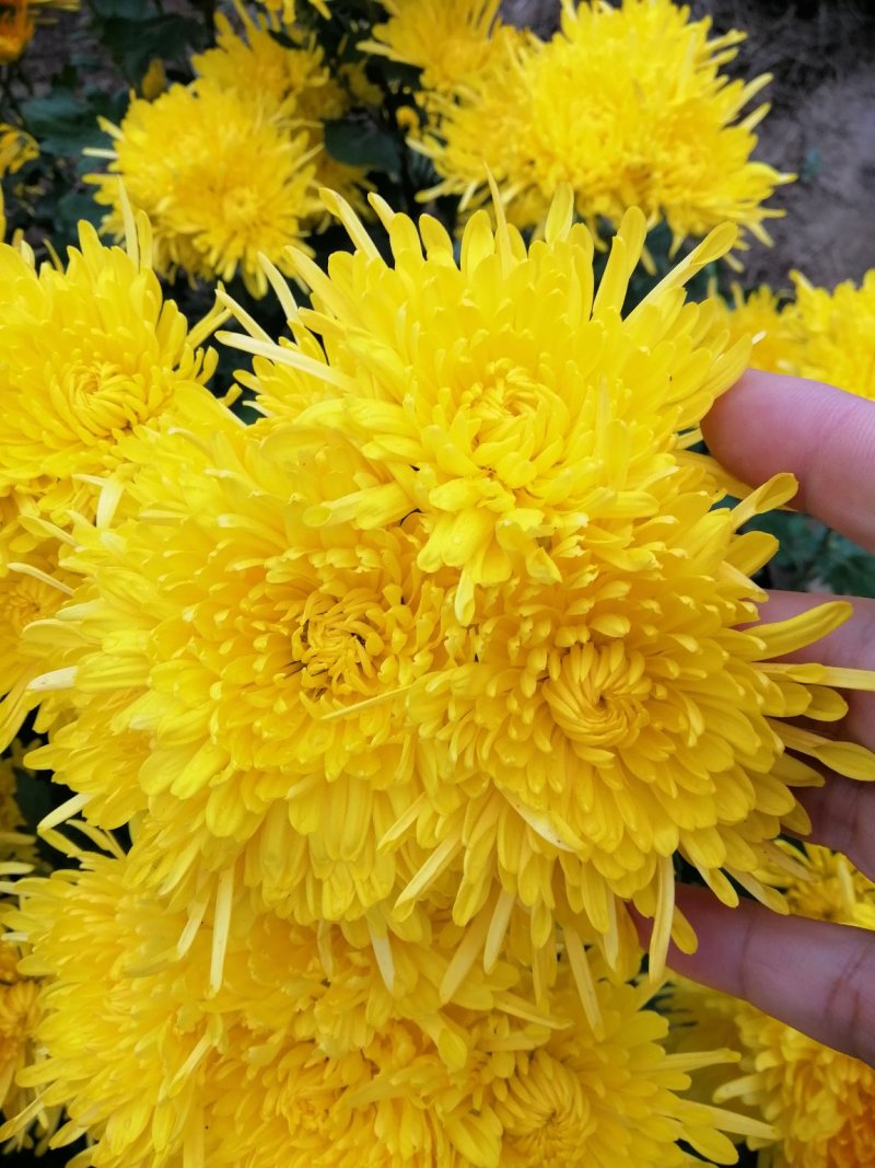 金色皇菊