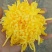 金色皇菊