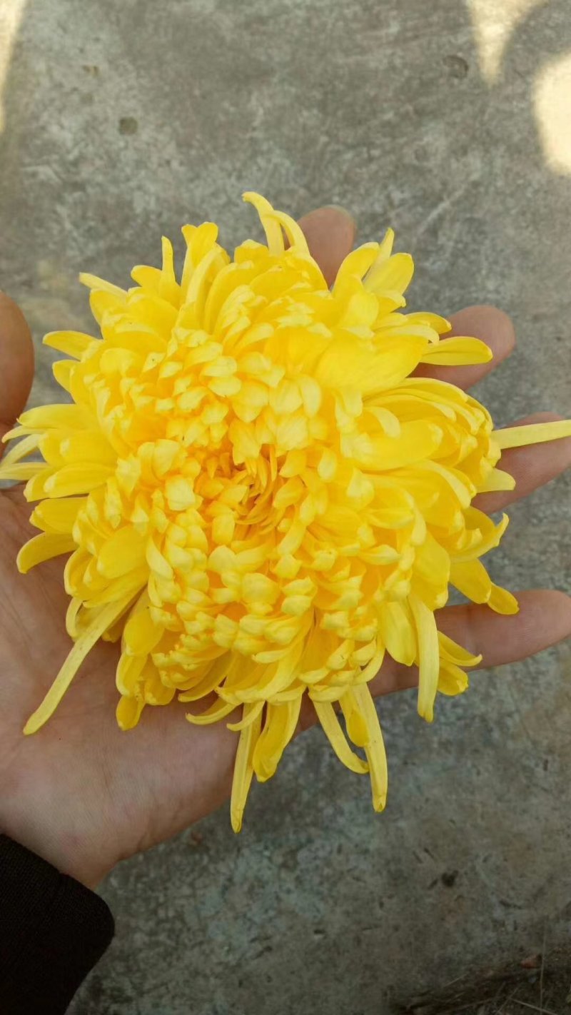 金色皇菊