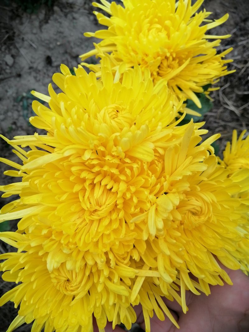 金色皇菊