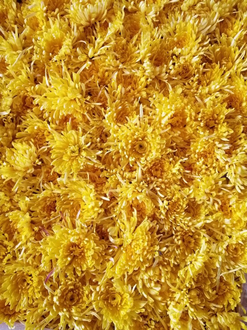 金色皇菊