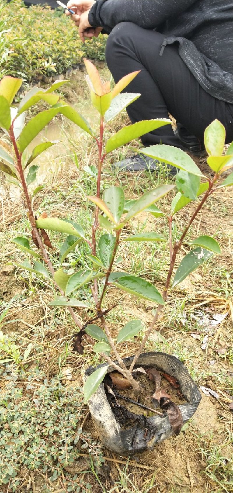 红叶石楠苗，大杯苗20一30公分冠幅，大量出售，欢迎来电