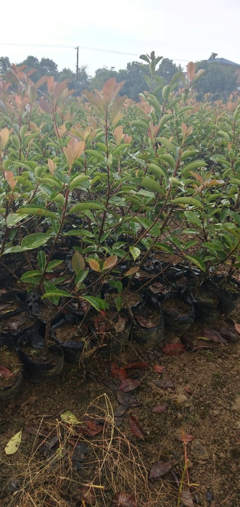 红叶石楠苗，大杯苗20一30公分冠幅，大量出售，欢迎来电