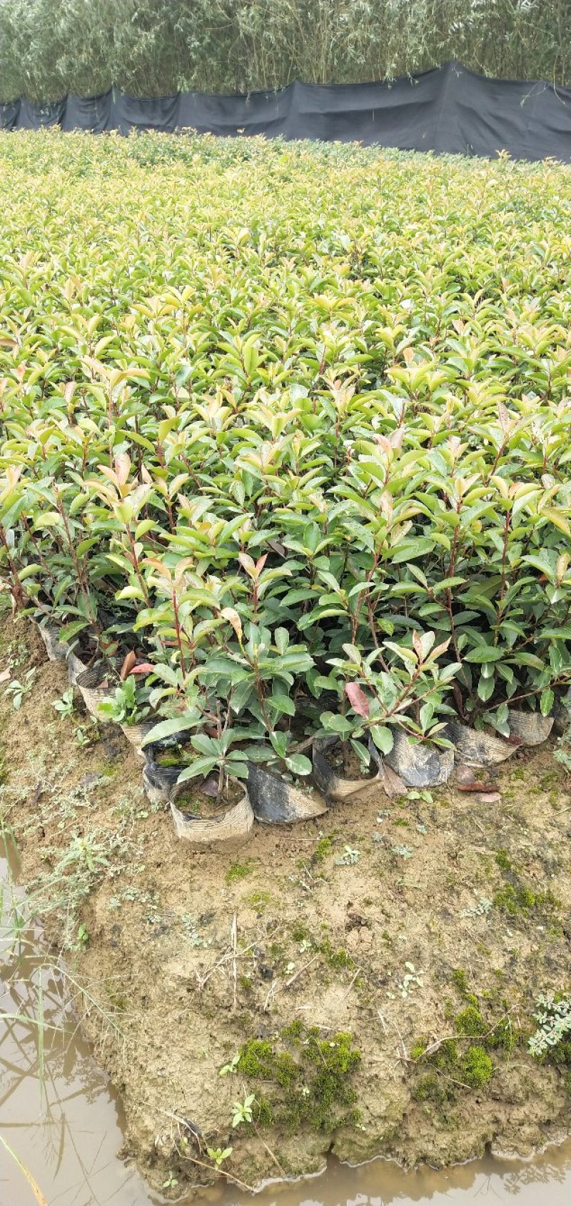 红叶石楠苗，大杯苗20一30公分冠幅，大量出售，欢迎来电