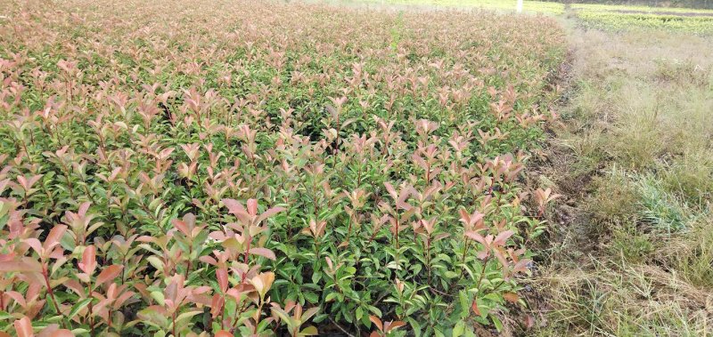 红叶石楠苗，大杯苗20一30公分冠幅，大量出售，欢迎来电