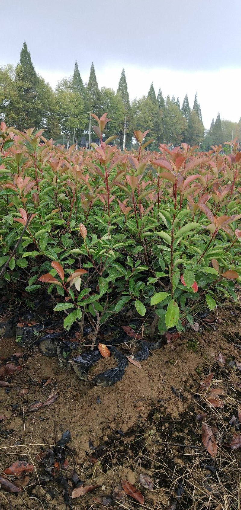 红叶石楠苗，大杯苗20一30公分冠幅，大量出售，欢迎来电