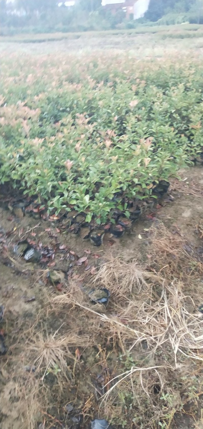 红叶石楠苗，大杯苗20一30公分冠幅，大量出售，欢迎来电