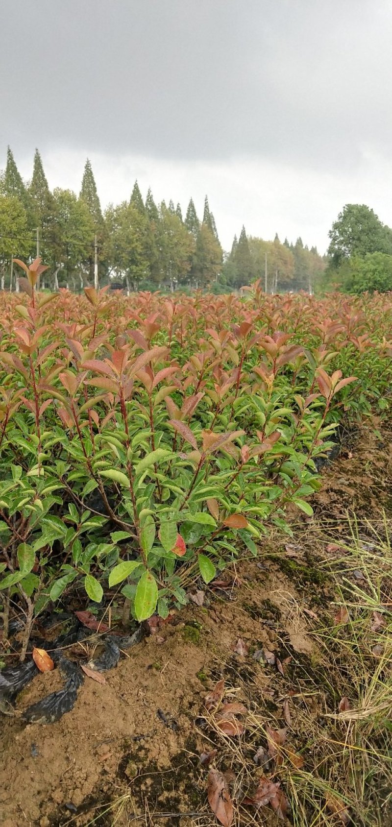 红叶石楠苗，大杯苗20一30公分冠幅，大量出售，欢迎来电