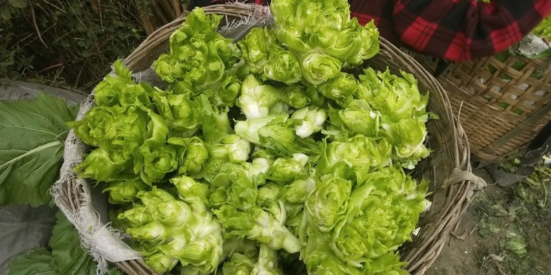 儿菜