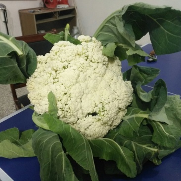 大棚里边健康种植菜花